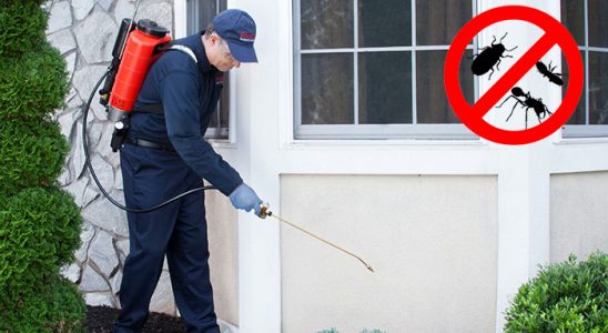 Düzköy Pire İlaçlama böcek ilaçlama ve haşere kontrolü — ilaclama-tr.com